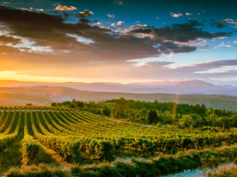 La vigne façonne les paysages du Sud Ardèche