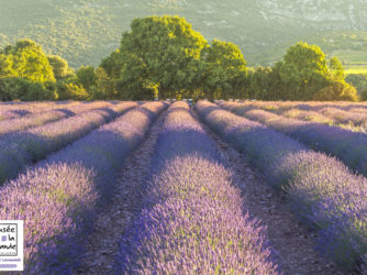 Un champ de Lavande à proximité du Domaine Lavandaïs à Saint-Remèze