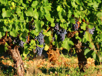 La vignes est très présente en Sud-Ardèche